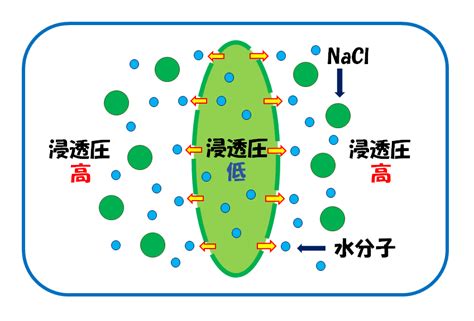 調理作用|料理における浸透圧の仕組みと効果【すごく重要】